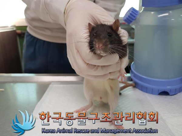 한국동물구조관리협회_411312202400946